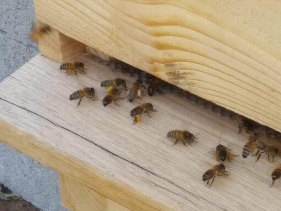 Layens Hive - Hyde Hives 2020